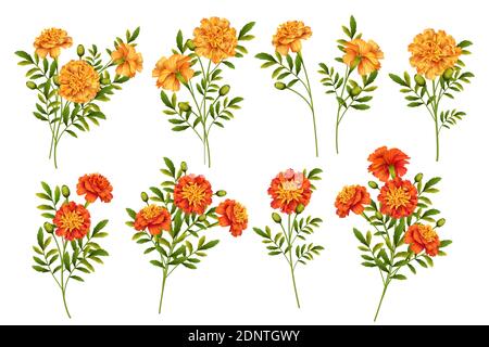 Set di fiori marigold isolati su sfondo bianco Illustrazione Vettoriale