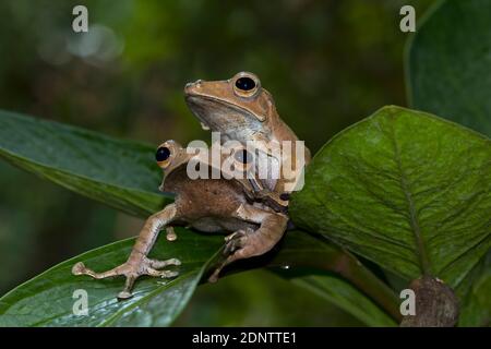 Due rane di otilofo Polypedate che siedono su una foglia, Indonesia Foto Stock