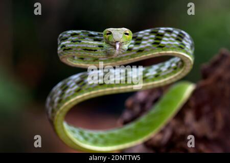Primo piano di un serpente di vite asiatico su un ramo, Indonesia Foto Stock