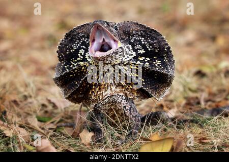 Sibilo Lizard a collo stretto, Indonesia Foto Stock