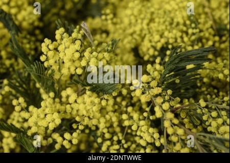 I Mimosa sono visti al Rungis International Market, a sud di Parigi, il 18 dicembre 2020. Foto di ELIOT BLONDT/ABACAPRESS.COM Foto Stock