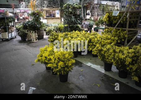 I Mimosa sono visti al Rungis International Market, a sud di Parigi, il 18 dicembre 2020. Foto di ELIOT BLONDT/ABACAPRESS.COM Foto Stock