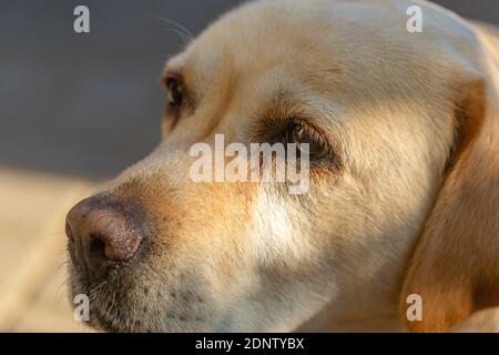 un cane da labrodor dai capelli chiari con gli occhi tristi è annoiato e. aspettando il suo padrone nel cortile della casa Foto Stock