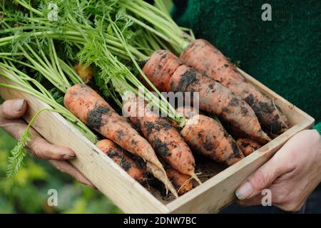 Daucus carota "Re d'autunno". Carote di Re d'autunno appena sollevate presentate dal coltivatore in una trama di verdure del giardino posteriore. REGNO UNITO Foto Stock