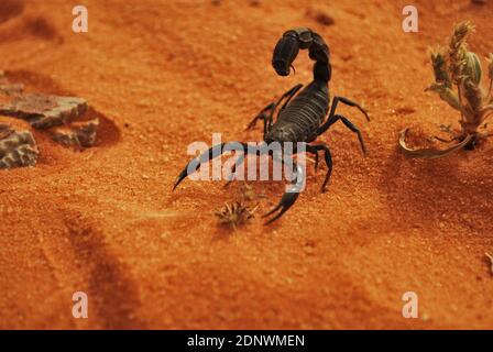 Vita nel deserto Saudita Foto Stock