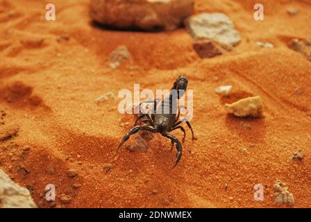 Vita nel deserto Saudita Foto Stock