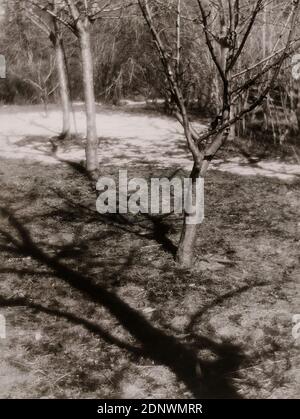 Heinrich Kühn, Shadow casting trees, Staatliche Landesbildstelle Hamburg, collection on the history of photography, silver gelatin paper, cardboard, black and white positive process, image size: height: 39.20 cm; width: 30.00 cm, inscribed: verso cardboard: top left label in typewriter font: Heinrich Kuehn, stamp: verso cardboard: upper left Stamp: Teaching collection of the, Staatliche Landesbildstelle Hamburg, Inventory No. [in ink added: B 195], artistic photography, landscape photography, trees, bushes, snow Stock Photo