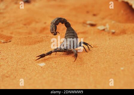 Vita nel deserto Saudita Foto Stock