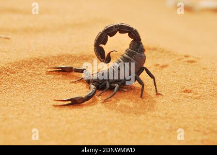 Vita nel deserto Saudita Foto Stock