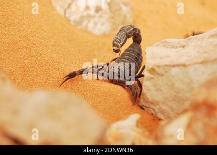 Scorpion Saudita Foto Stock