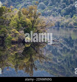 Riflessioni sul fiume Gordon, Tasmania Foto Stock
