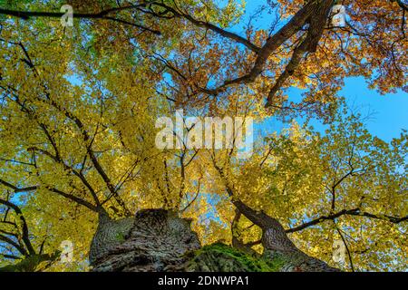 Quercia (Quercus) in autunno, a bassa angolazione, Baviera, Germania, Europa Foto Stock