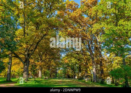 Autunno a Schacky Park, Diessen am Ammersee, Baviera, Germania, Europa Foto Stock