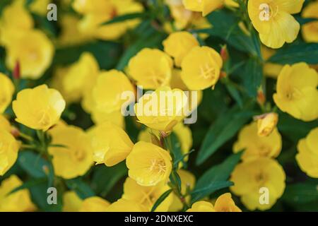 Fiori gialli di fiori a foglia stretta sera primrosa (Oenotera frutticosa) in fiore Foto Stock