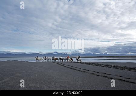 Islanda / Islanda orientale/Husey/ la fattoria offre brevi e lunghe escursioni a cavallo verso le dune e il mare. Foto Stock