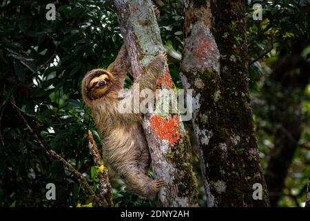 Immagine sloth di tre dita del piede presa nella foresta pluviale di Panama Foto Stock