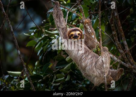 Immagine sloth di tre dita del piede presa nella foresta pluviale di Panama Foto Stock