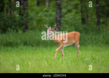 Un bugk dalla coda bianca che cammina vicino al margine della foresta nel Wisconsin settentrionale. Foto Stock