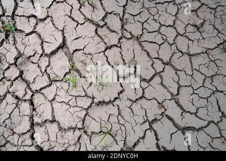 Terreno di paglia in un campo durante una grande siccità Foto Stock