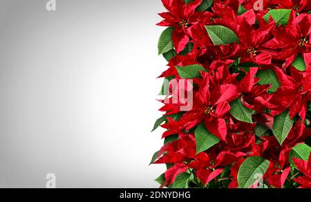 Poinsettia bordo disegno come rosso e verde Natale floreale verticale Elemento come piante floreali provenienti dall'america centrale e dal Messico che rappresentano un tr festivo Foto Stock