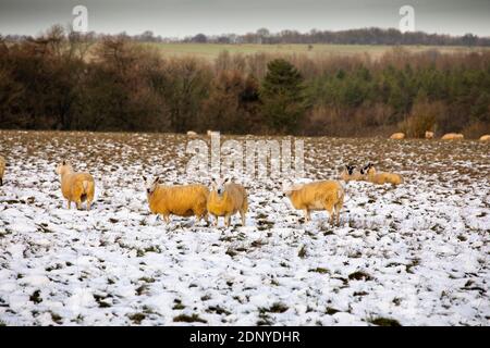 Regno Unito, Gloucestershire, Snowshill, pecore in campo invernale a OAT Hill, coperte di neve fresca Foto Stock