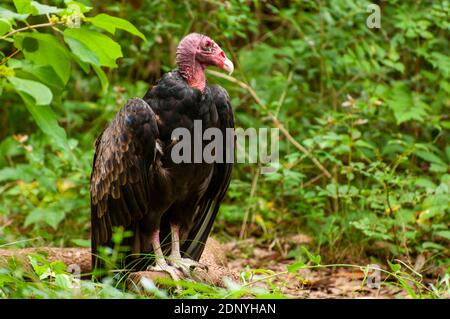 Una varietà di uccelli aggiunge al nostro paesaggio ogni giorno. Foto Stock