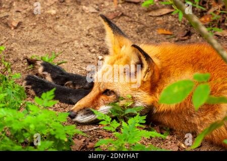 Una varietà di uccelli aggiunge al nostro paesaggio ogni giorno. Foto Stock