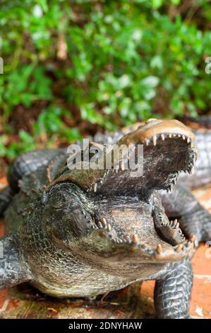 Una varietà di uccelli aggiunge al nostro paesaggio ogni giorno. Foto Stock