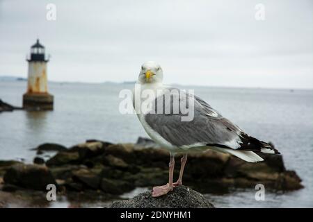 Una varietà di uccelli aggiunge al nostro paesaggio ogni giorno. Foto Stock