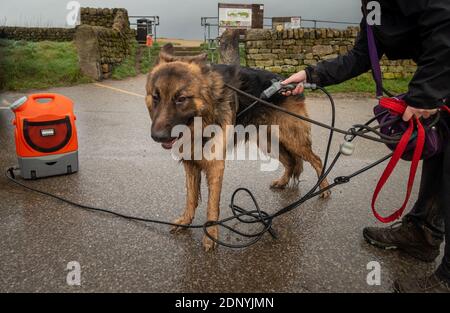 Donna che cammina con un Sealey 17L 12V ricaricabile idropulitrice per pulire i cani dopo una passeggiata fangosa in un parcheggio, Regno Unito Foto Stock