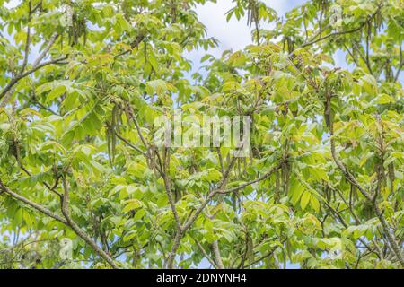 Fiori di giapponese / noce Juglans ailantifolia tree con esposti cascante amenti maschili. Montante fiori rossi eventualmente producono i dadi. Usi medicinali Foto Stock