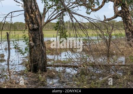 Vista del Anbangbang billabong vicino al Nourlangie Rock, Kakadu Park, Australia Foto Stock