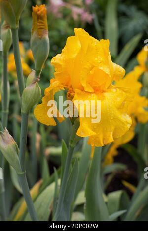 Iris 'qui viene il Sole'. Foto Stock