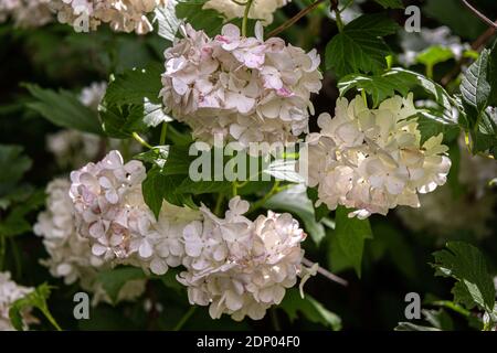 Viburnum Opulus. Bush con fiori bianchi. Anversa, Abruzzo, Italia, Europa Foto Stock