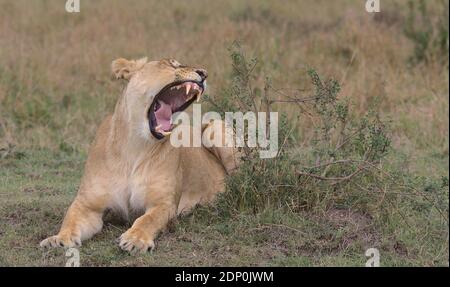 Leone sdraiato su erba che brulicava con la bocca aperta per mostrare i suoi denti affilati in masai Mara, kenya Foto Stock