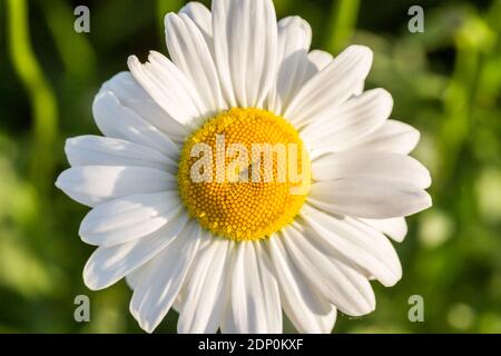 Camomilla o daisy fiore sullo sfondo verde naturale, primo piano e macro immagine Foto Stock