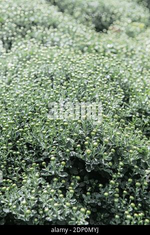 Mamme di crisantemo sul campo. Piante di crisantemo. Piante di cespuglio in erba. Foto Stock