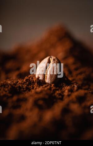 Chicchi di caffè arrosto sul cumulo di caffè macinato. Scatto macro. Tema caffè. Messa a fuoco selettiva. Profondità di campo poco profonda. Foto Stock