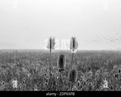 Un campo nebbioso con uccelli sfocati nel cielo, tipico mattina d'autunno con la vista su un campo agricolo. Foto Stock