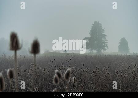 Ammira un ciclista in uno sfondo foggoso dietro un ampio campo in una mistica mattina misteriosa in autunno. Foto Stock