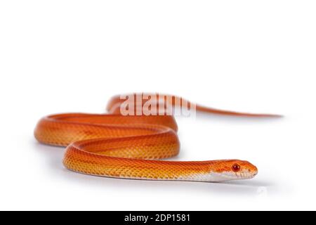 Juvinile Amel Motley Striped Cornsnake aka Elaphe guttataon serpente. Isolato su sfondo bianco. Foto Stock