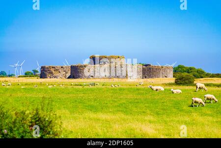 Pecore gregge su un pascolo vicino a New Wichelsea Rd A259 strada a Rother quartiere, vicino alla città di Rye, Rye Harbor Riserva Naturale, Camber Castello in lontananza Foto Stock