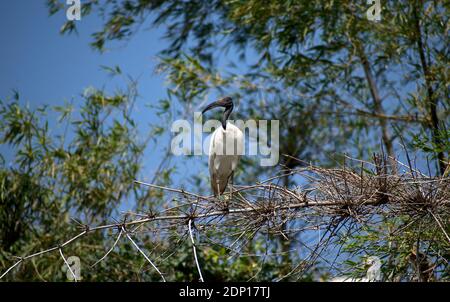 Santuario degli uccelli di Ranganathittu: Ibis a testa nera (Threskiornis melanocephalus), noto anche come ibis bianco orientale, ibis bianco indiano e collo nero Foto Stock