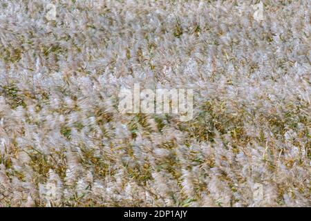 Movimento paniclette offuscate di canna comune (Phragmites australis / Phragmites communis) in letto reedbed / canna da letto in zona umida in autunno Foto Stock