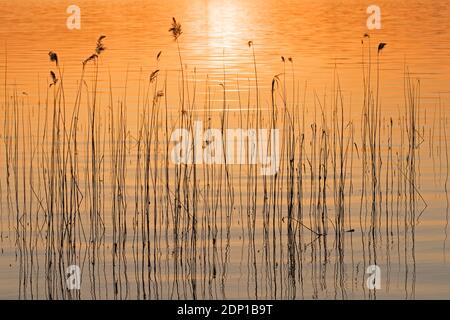 Modello astratto di lamella comune (Phragmites australis / Phragmites communis) sagome riflesse nell'acqua del lago al tramonto in primavera Foto Stock
