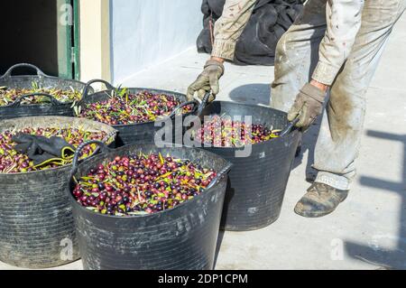 Agricoltore con abiti da lavoro sporchi che trasportano un secchio pieno di olive appena raccolte. Foto Stock