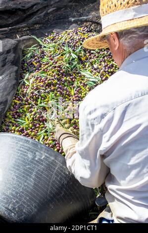 Vista dall'alto di un agricoltore anziano con cappello che mette le olive in un secchio durante la raccolta delle olive. Foto Stock