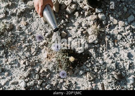 Impianto di irrigazione manuale con fiasca di thermos in un paesaggio arido Foto Stock