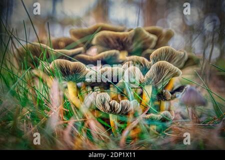 Close up of fresh brown mushromms growing in the woods in autumn Foto Stock