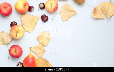 Vista dall'alto sulla natura morta d'autunno. Mele, pere, foglie cadute, castagne su sfondo grigio. Spazio di copia. Foto Stock